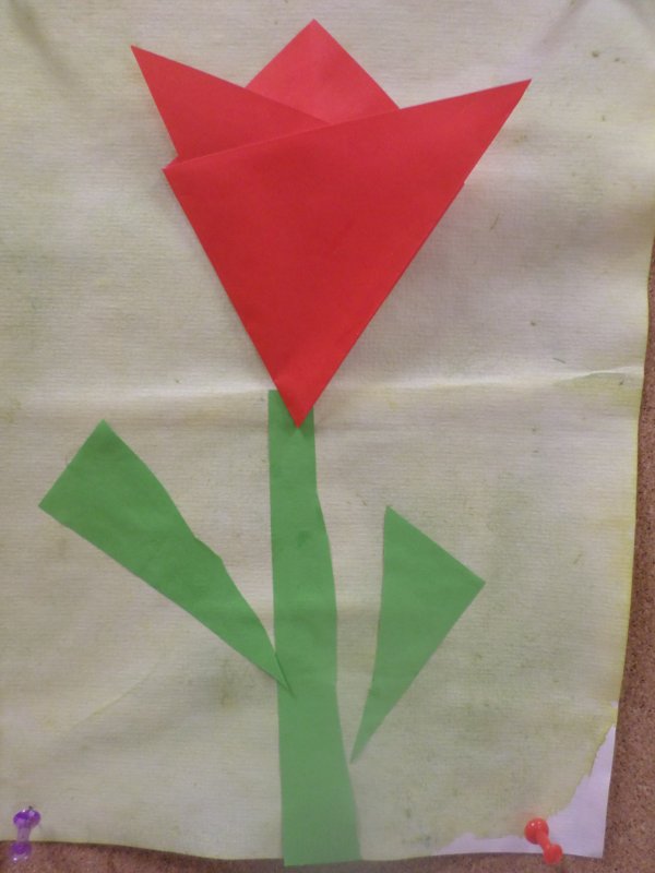 tulipán